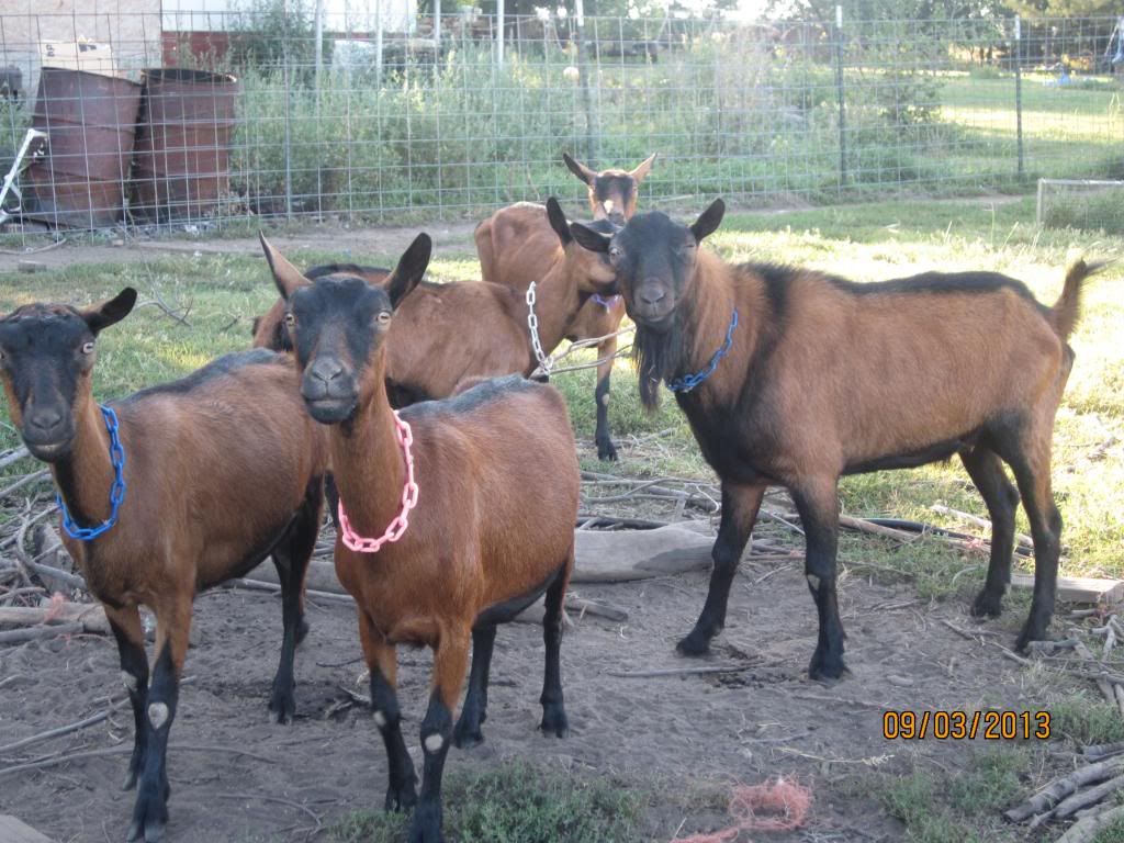 Thinking about getting out of dairy goats. - Goats