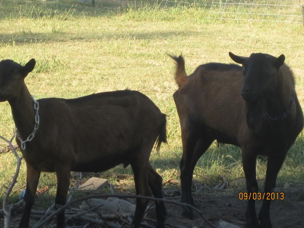 Thinking about getting out of dairy goats. - Goats