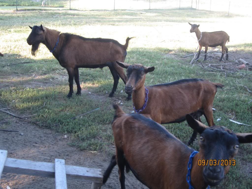 Thinking about getting out of dairy goats. - Goats