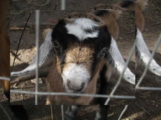 Our new little Nuberhasli  PIC - Goats