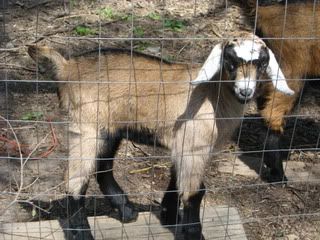 Our new little Nuberhasli  PIC - Goats