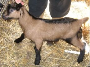 Oberhasli buckling for sale KS - Goats