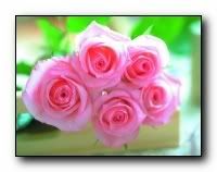 beauty_flowers_gifts_roses_orchids123