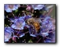 beauty_flowers_gifts_roses_orchids125