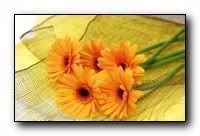 beauty_flowers_gifts_roses_orchids13