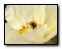 beauty_flowers_gifts_roses_orchids132