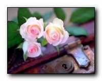 beauty_flowers_gifts_roses_orchids140