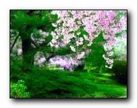 beauty_flowers_gifts_roses_orchids150