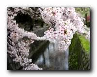 beauty_flowers_gifts_roses_orchids152