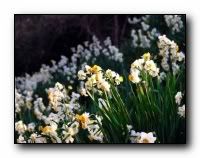 beauty_flowers_gifts_roses_orchids159