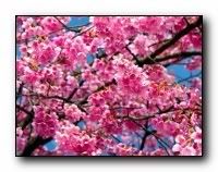 beauty_flowers_gifts_roses_orchids163