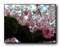 beauty_flowers_gifts_roses_orchids164