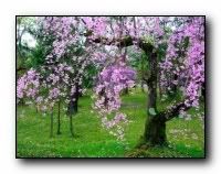 beauty_flowers_gifts_roses_orchids167