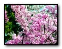 beauty_flowers_gifts_roses_orchids169