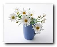 beauty_flowers_gifts_roses_orchids17