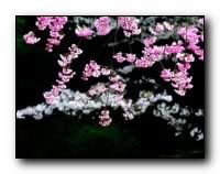 beauty_flowers_gifts_roses_orchids171
