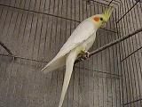 pajaros035ch.jpg