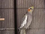pajaros036ch.jpg