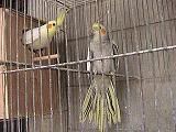 pajaros037ch.jpg