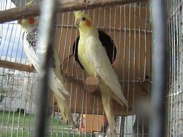 rarita010.jpg