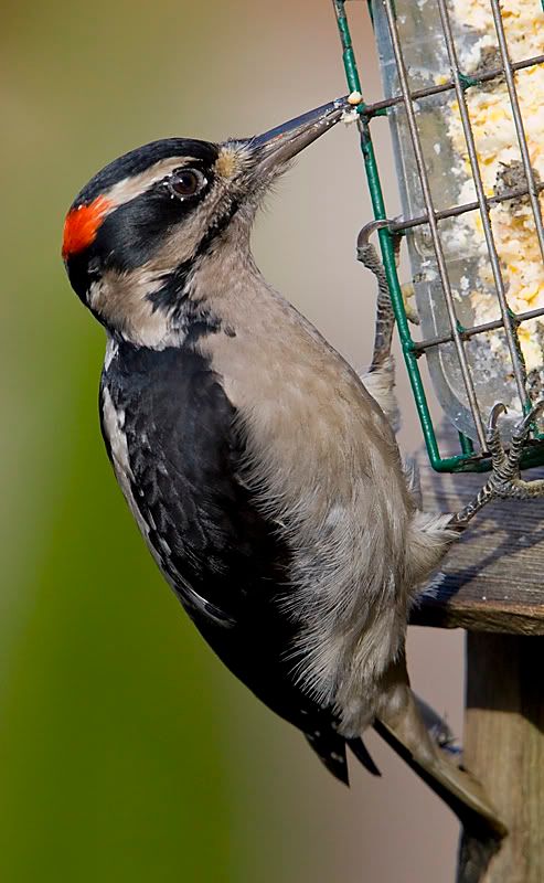 IMAGE: http://i208.photobucket.com/albums/bb117/raydavidphotography/7D/Harry.jpg