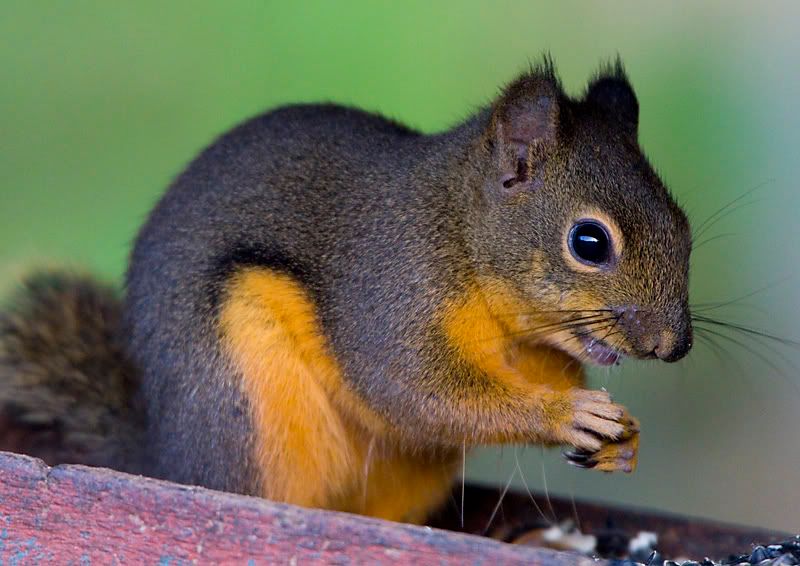 IMAGE: http://i208.photobucket.com/albums/bb117/raydavidphotography/7D/Squirrel1.jpg
