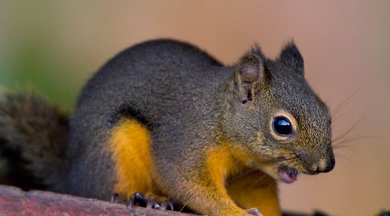 IMAGE: http://i208.photobucket.com/albums/bb117/raydavidphotography/7D/Squirrel2.jpg