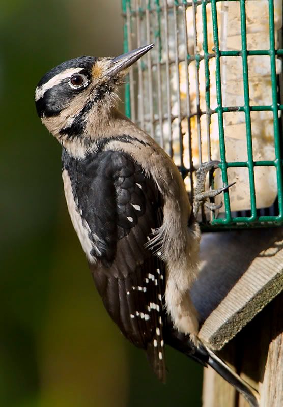 IMAGE: http://i208.photobucket.com/albums/bb117/raydavidphotography/7D/Woody1.jpg