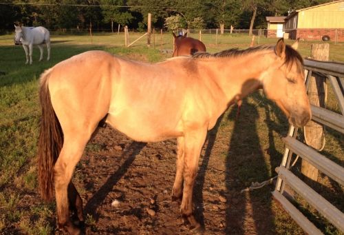 your horse or mine your horse or mine
