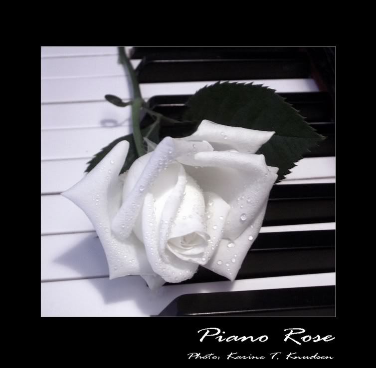 PIANO AND ROSE