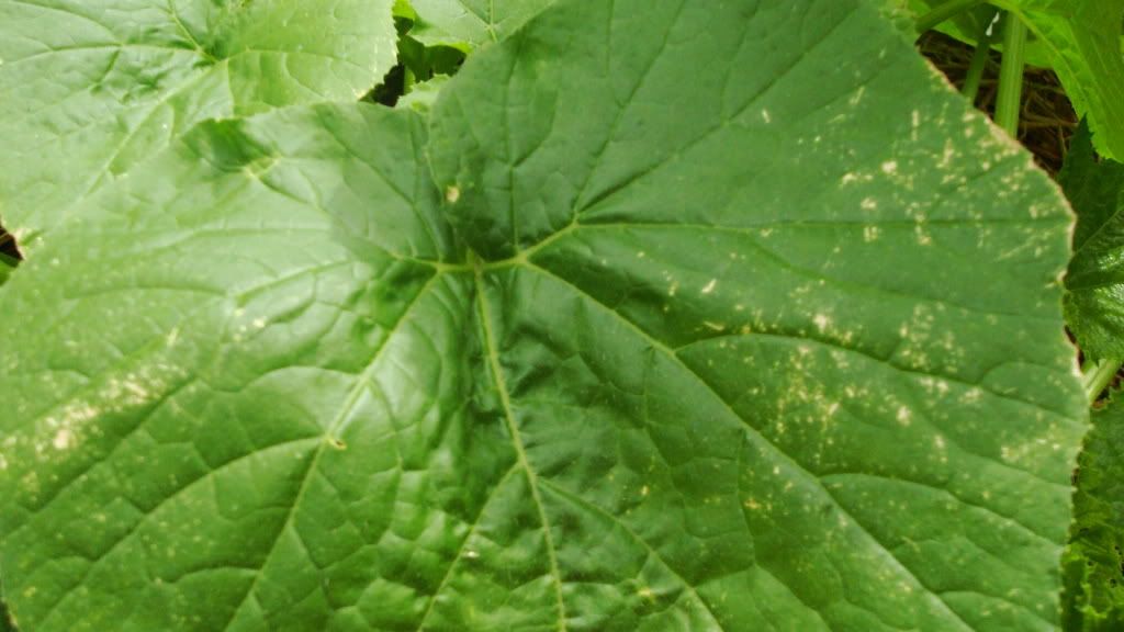 Cucumber+Plant+Diseases+Leaves ... and the second is from one of the cucumber plants again thank you