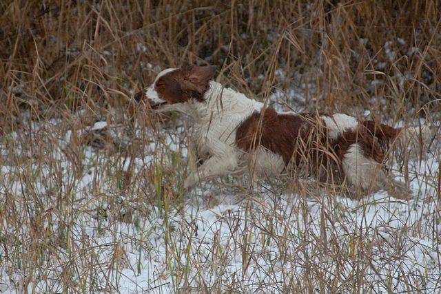 snow12_zpsf8a02086.jpg