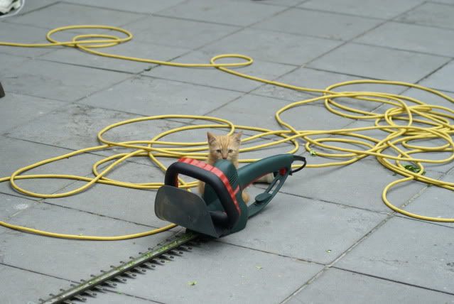 Geplaatste afbeelding