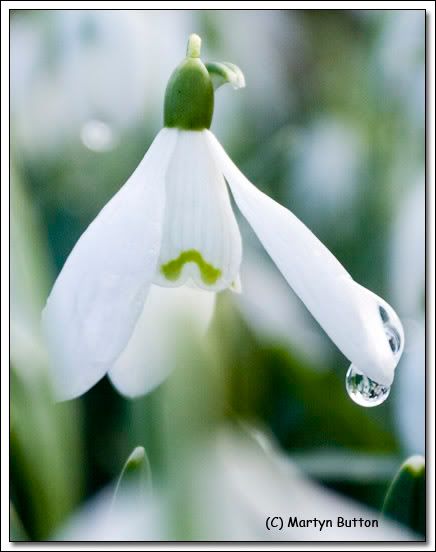 Kind of poetic - a flower 2011