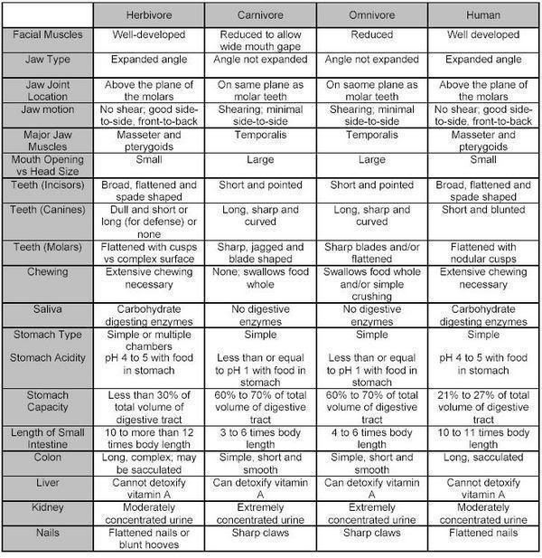 animal kingdom chart. of the animal kingdom.