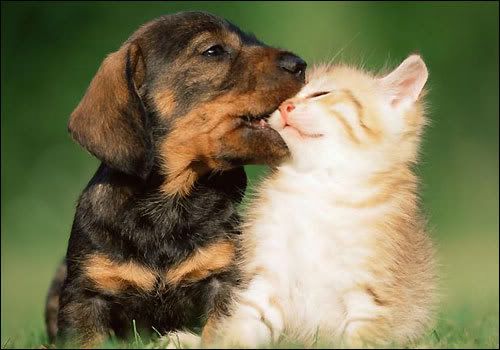 Puppy Cat Pictures, Images and Photos