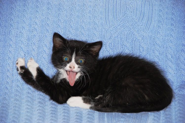 Baggie-yawn-DSC_9804.jpg