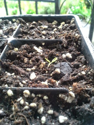  photo 20140803_152720_zpsf1d553fb.jpg