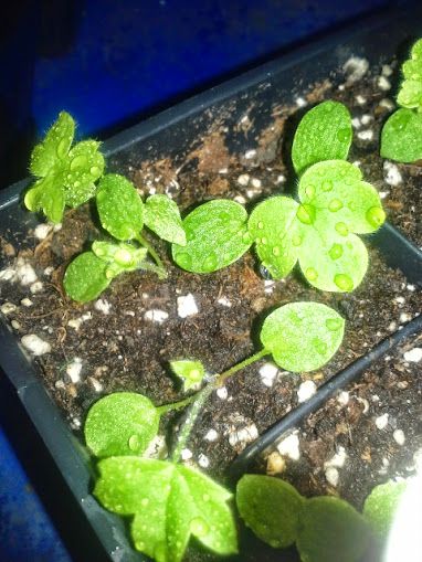  photo 20140822_194316_zps5b29714c.jpg