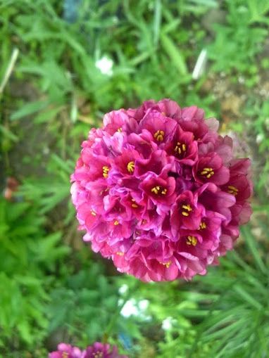  photo MagentaSeathrift_zps02f4da8d.jpg