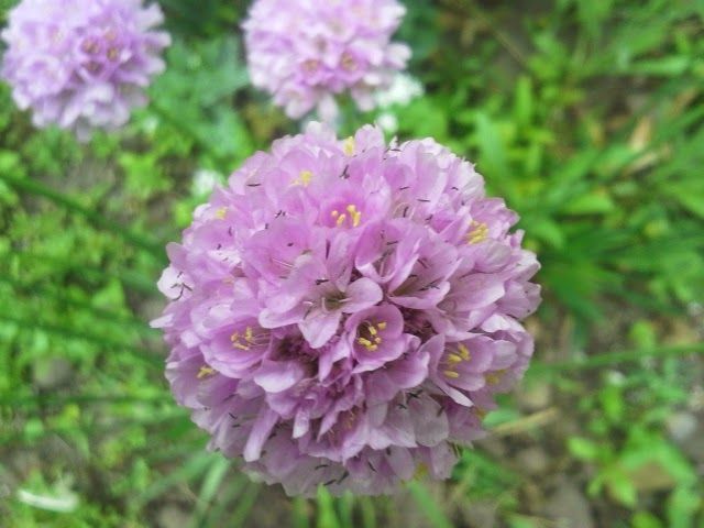  photo PinkSeathrift_zps43f7b05a.jpg