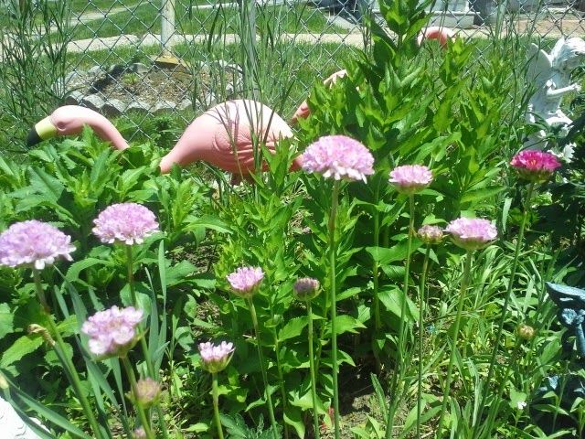  photo SeathriftPinks_zps3ee1aaab.jpg