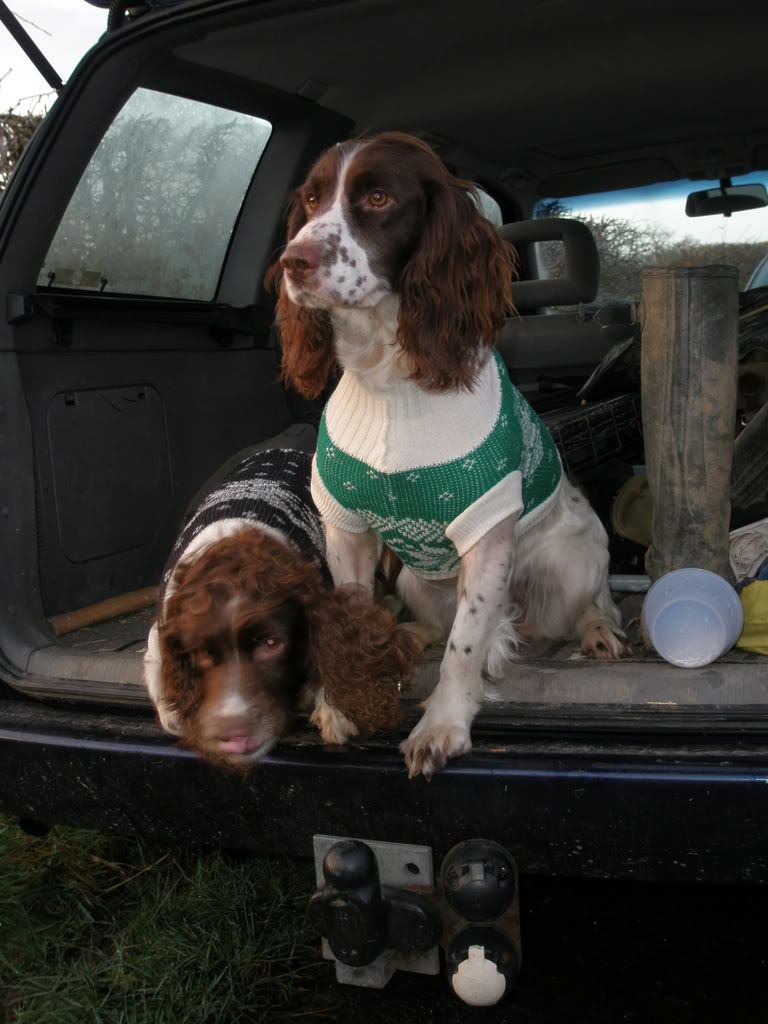 boxingdayspaniels.jpg