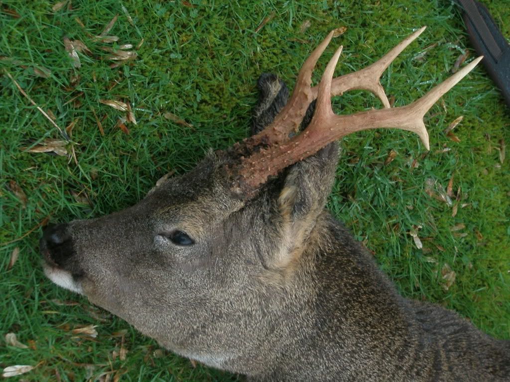 buckcloseup.jpg