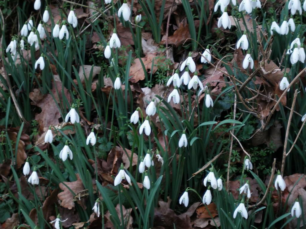 snowdrops.jpg