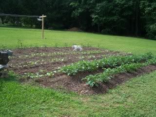 Photos of my place.... - Countryside Families