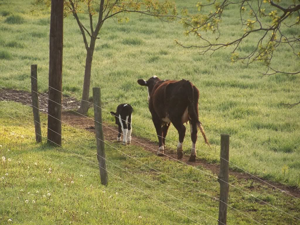 A new calf..... - Cattle