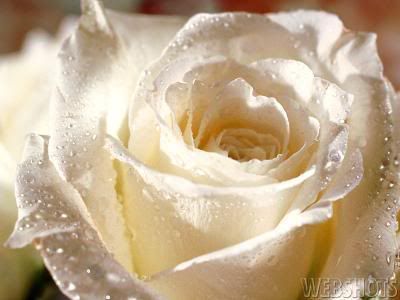 181492438ebBfzv_ph.jpg rosas blancas image by azulmariposa