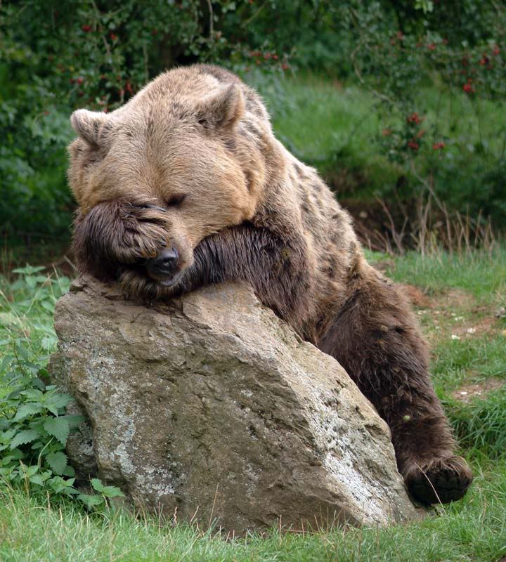 Brown-Bear.jpg picture by caseyklahn