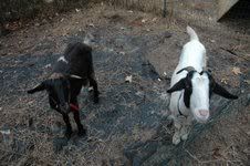 Pregnant Goat? - Goats